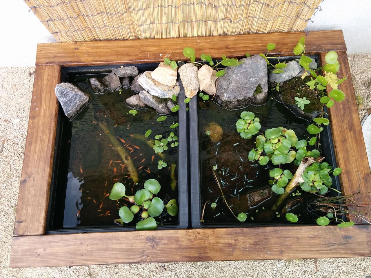 いい感じのメダカ水槽 めぐる絆和