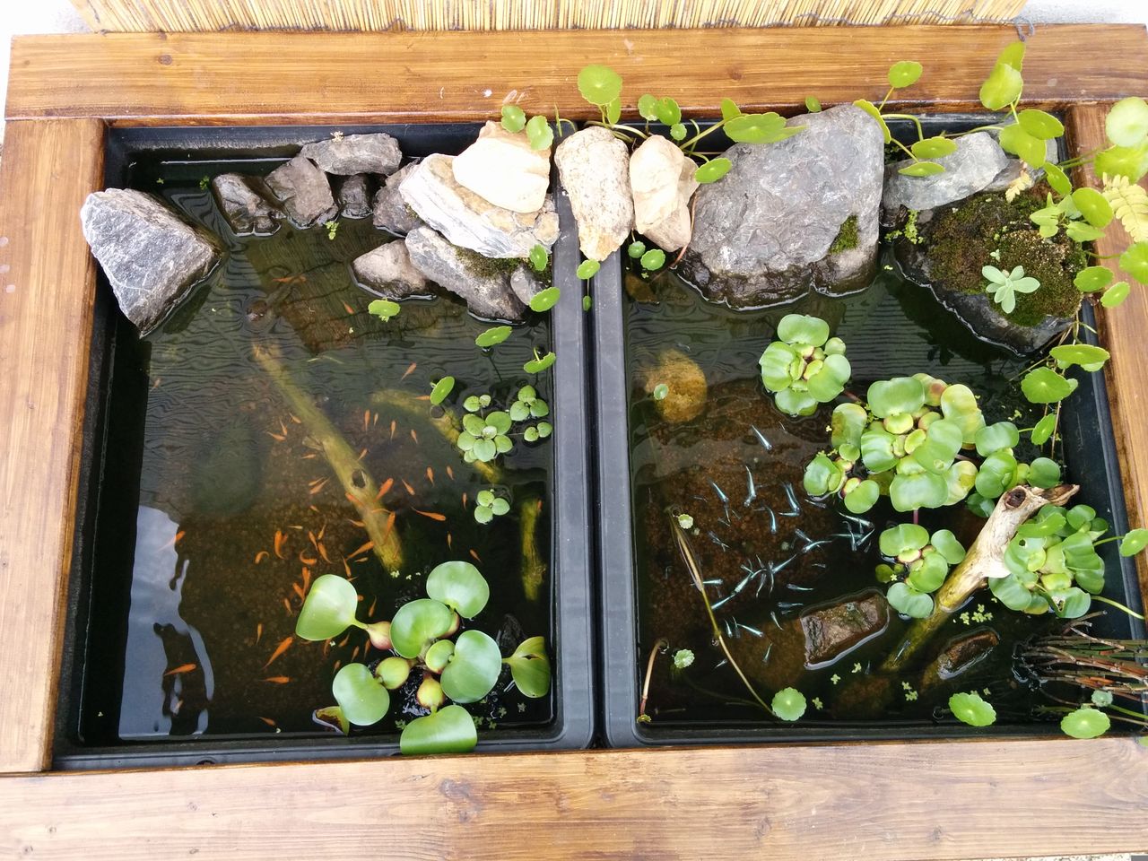 いい感じのメダカ水槽 めぐる絆和