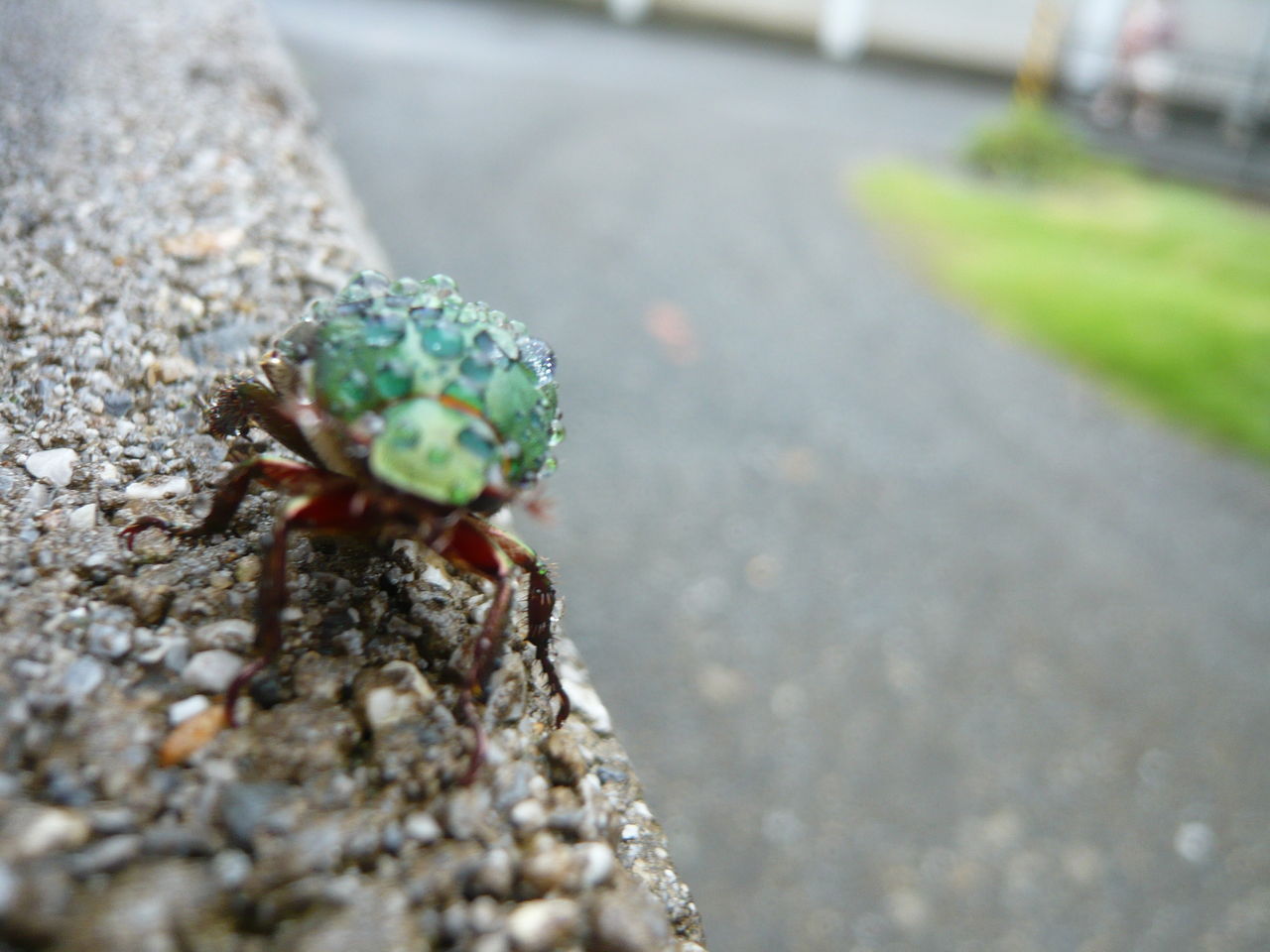 ハナムグリ 緑こがねむし と蝉の羽化 武藤明紅の明紅日記