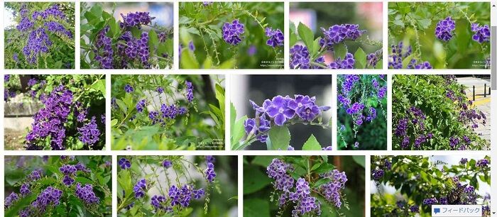 タイワンレンギョウの甘い香り 可憐な白い花が咲く デュランタアルバ 好吃 好酒 好台湾