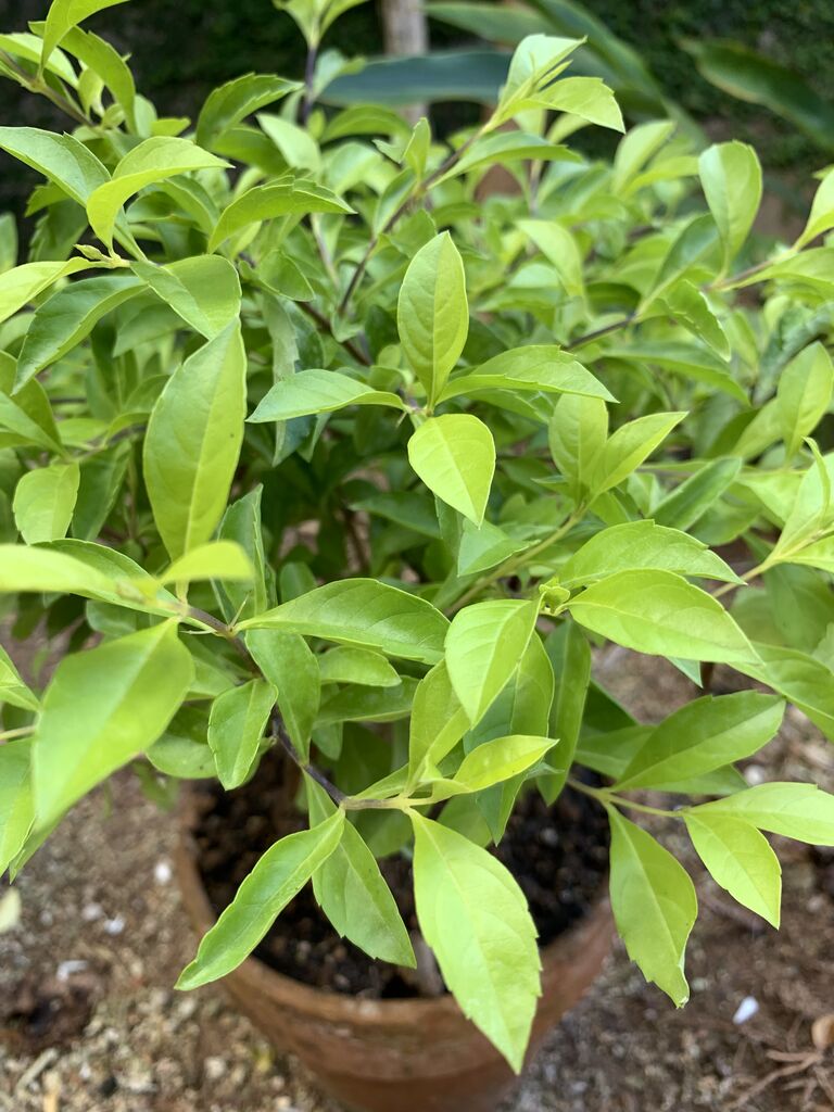 タイワンレンギョウの甘い香り 可憐な白い花が咲く デュランタアルバ 好吃 好酒 好台湾