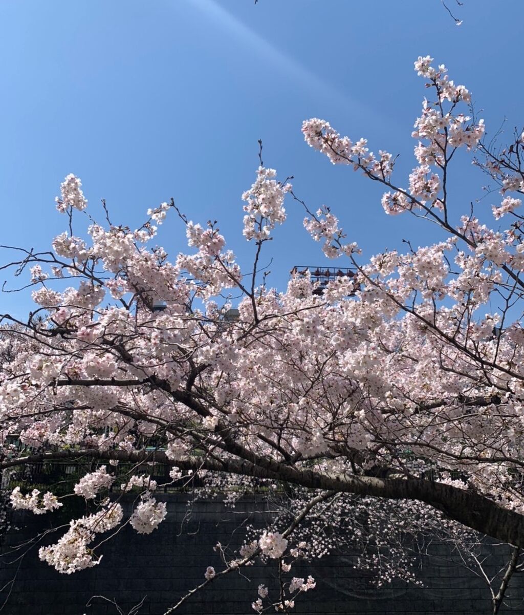 春爛漫 満開のソメイヨシノとボケの花 沖縄ではブーゲンビリアやツツジが鮮やか 好吃 好酒 好台湾