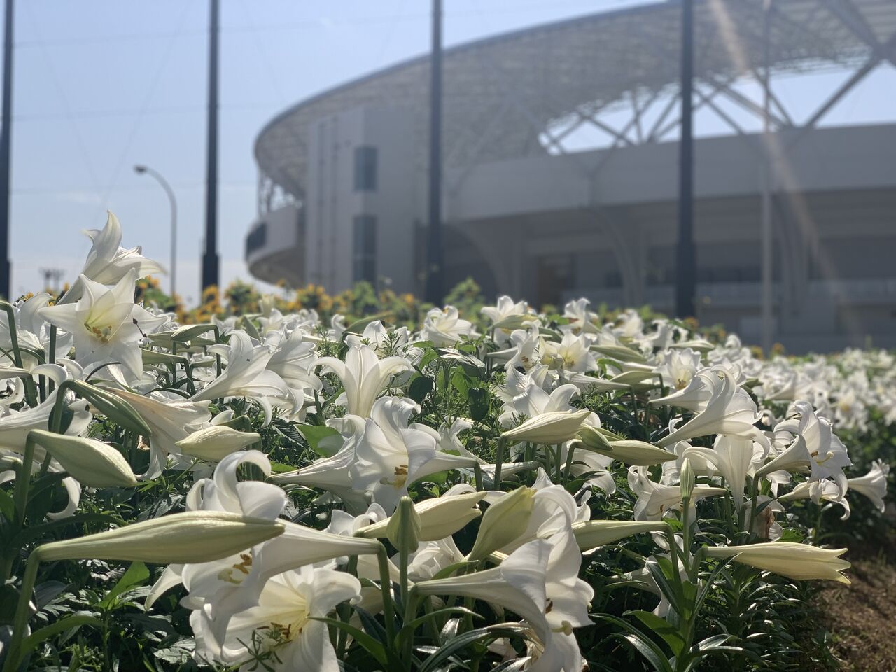 テッポウユリ 鉄砲百合 から台湾の呼称に繋がった話が興味深かった 好吃 好酒 好台湾