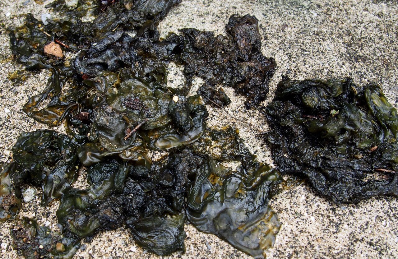 イシクラゲ 雨来菇 日本では駆除する厄介者だが台湾では食べている 好吃 好酒 好台湾