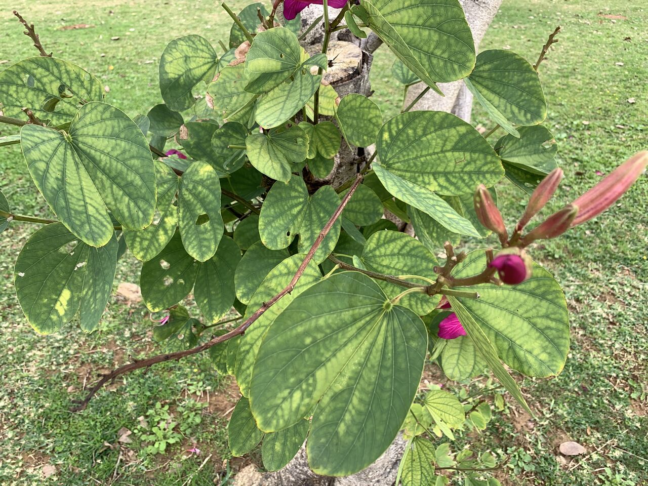 台湾では春を告げるバウヒニア 羊蹄木 大花蘇芯花 香港蘭 沖縄の冬は終わり間近 好吃 好酒 好台湾 台湾では春を告げるバウヒニア 羊蹄木 大花蘇芯花 香港蘭 沖縄の冬は終わり間近 好吃 好酒 好台湾