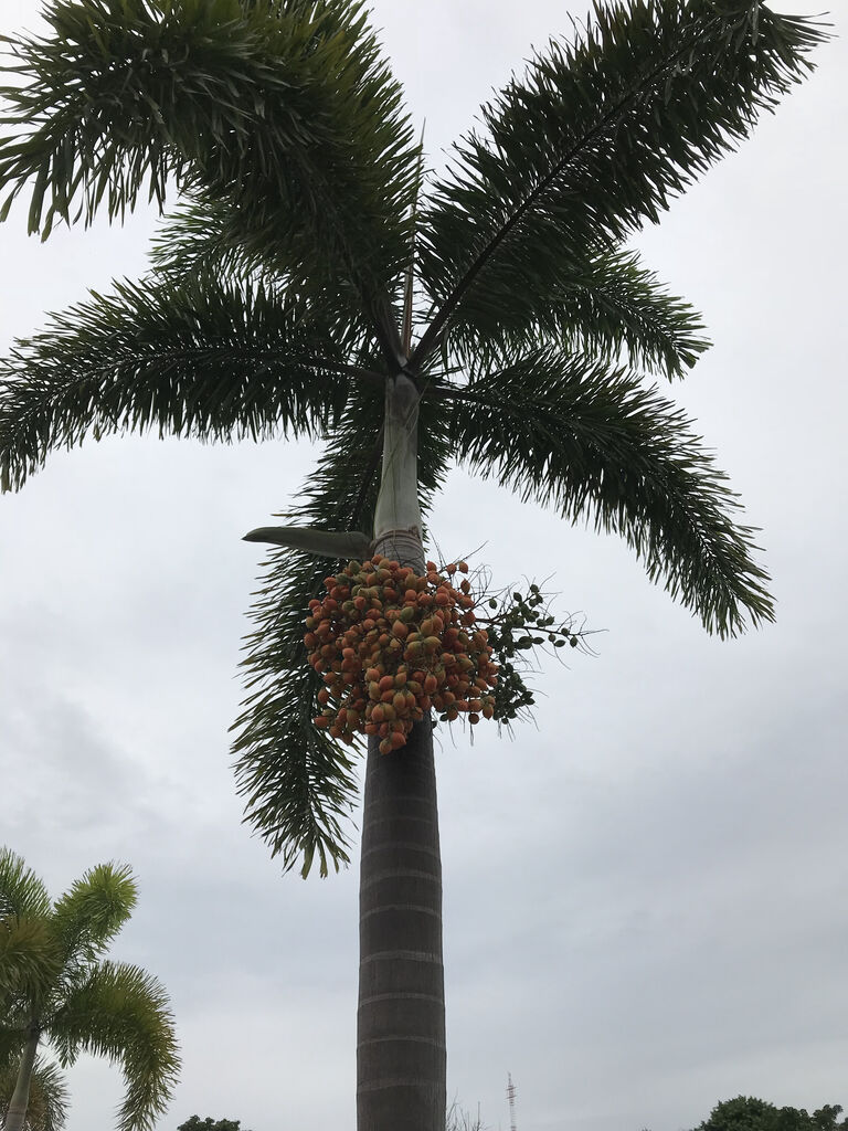 台南で檳榔 ビンロウ 初挑戦 さんざん吞んだ後では効果なし 好吃 好酒 好台湾