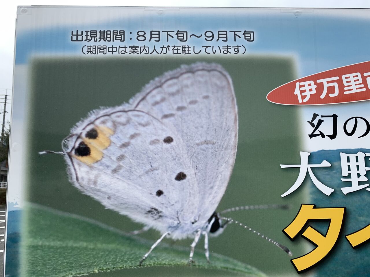 タイワンツバメシジミって ツバメの仲間 シジミの仲間 蝶の一種でした 好吃 好酒 好台湾 タイワンツバメシジミって ツバメの仲間 シジミの仲間 蝶の一種でした 好吃 好酒 好台湾