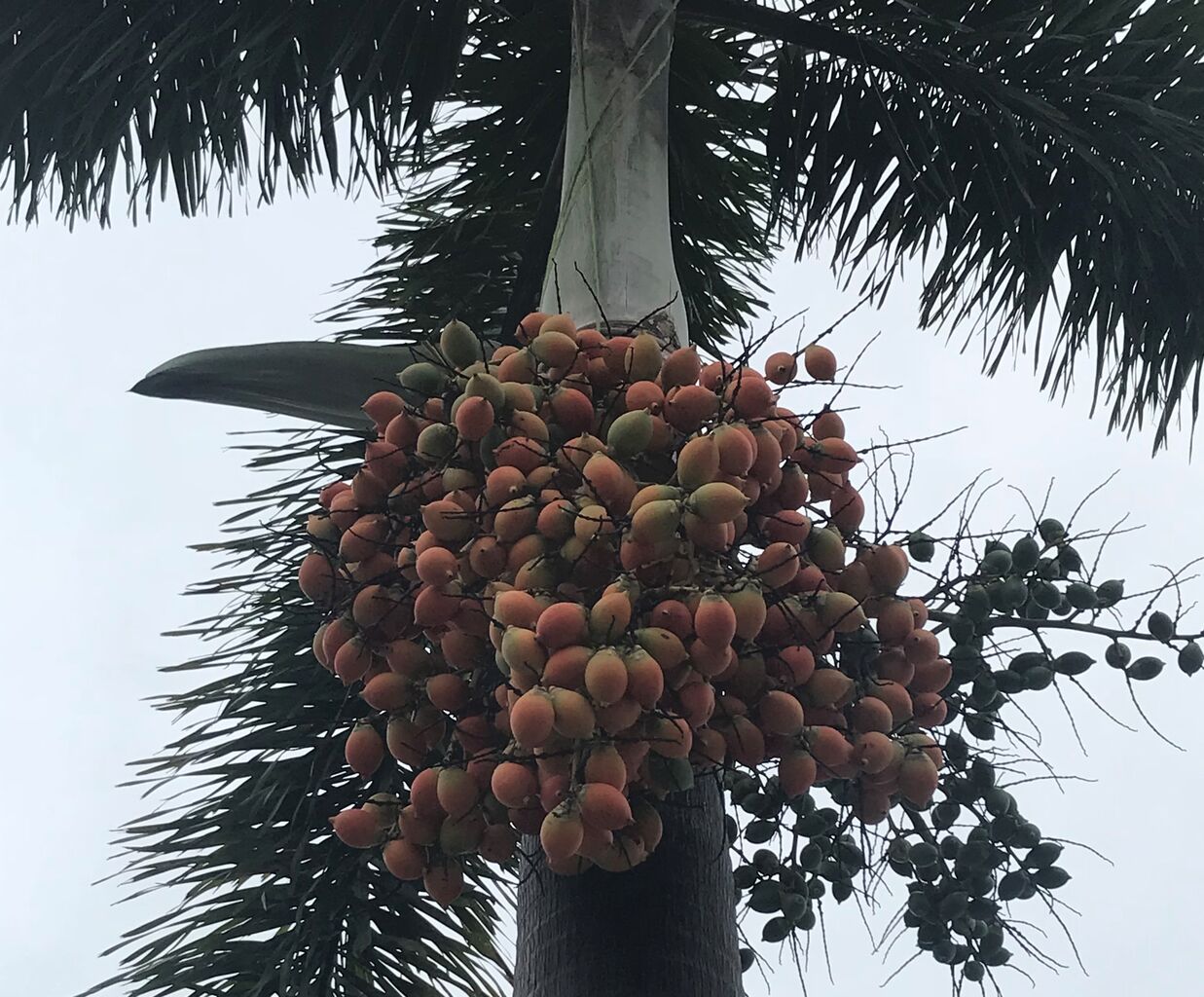 台南で檳榔 ビンロウ 初挑戦 さんざん吞んだ後では効果なし 好吃 好酒 好台湾