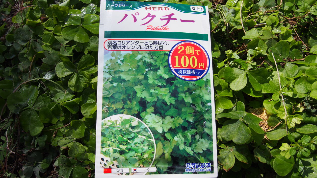 そうだ パクチーを育ててみよう パクチー日記 種をまく 好吃 好酒 好台湾 そうだ パクチーを育ててみよう パクチー日記 種をまく 好吃 好酒 好台湾