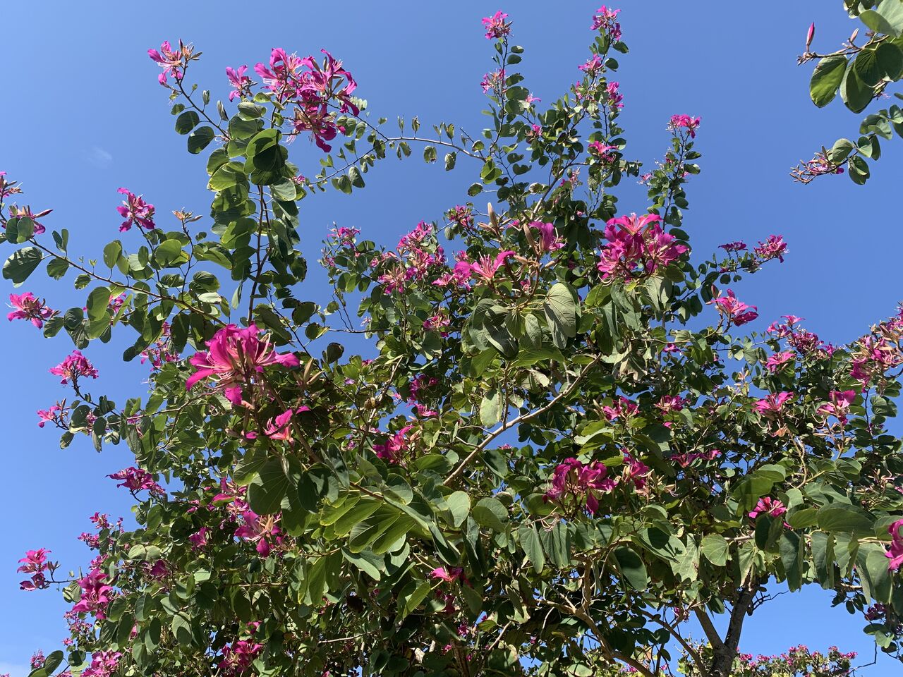 台湾では春を告げるバウヒニア 羊蹄木 大花蘇芯花 香港蘭 沖縄の冬は終わり間近 好吃 好酒 好台湾 台湾では春を告げるバウヒニア 羊蹄木 大花蘇芯花 香港蘭 沖縄の冬は終わり間近 好吃 好酒 好台湾