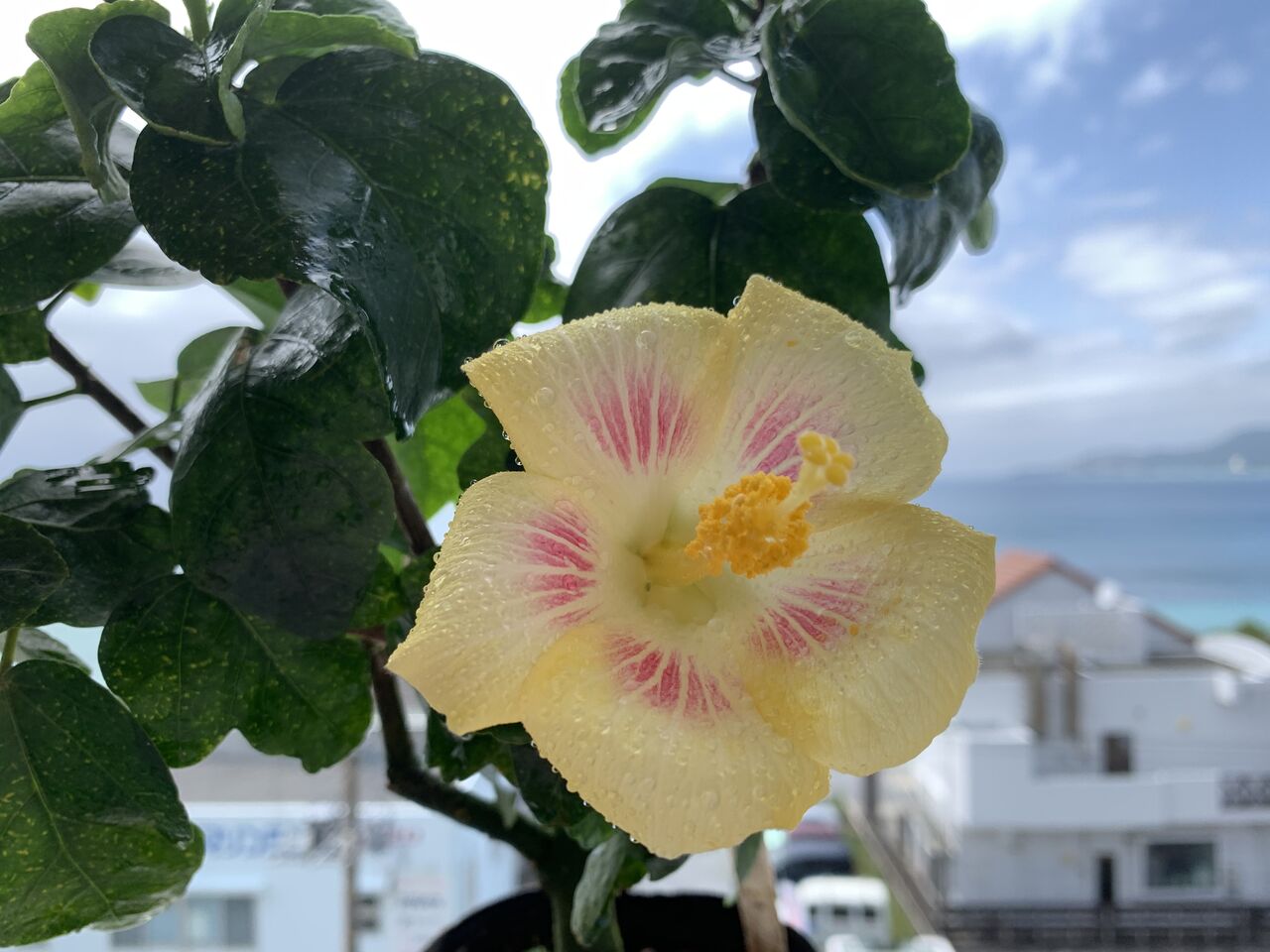 ピカチュウもびっくりの品種ピカチュウ(輝宙)は黄と赤の花びらが可愛い