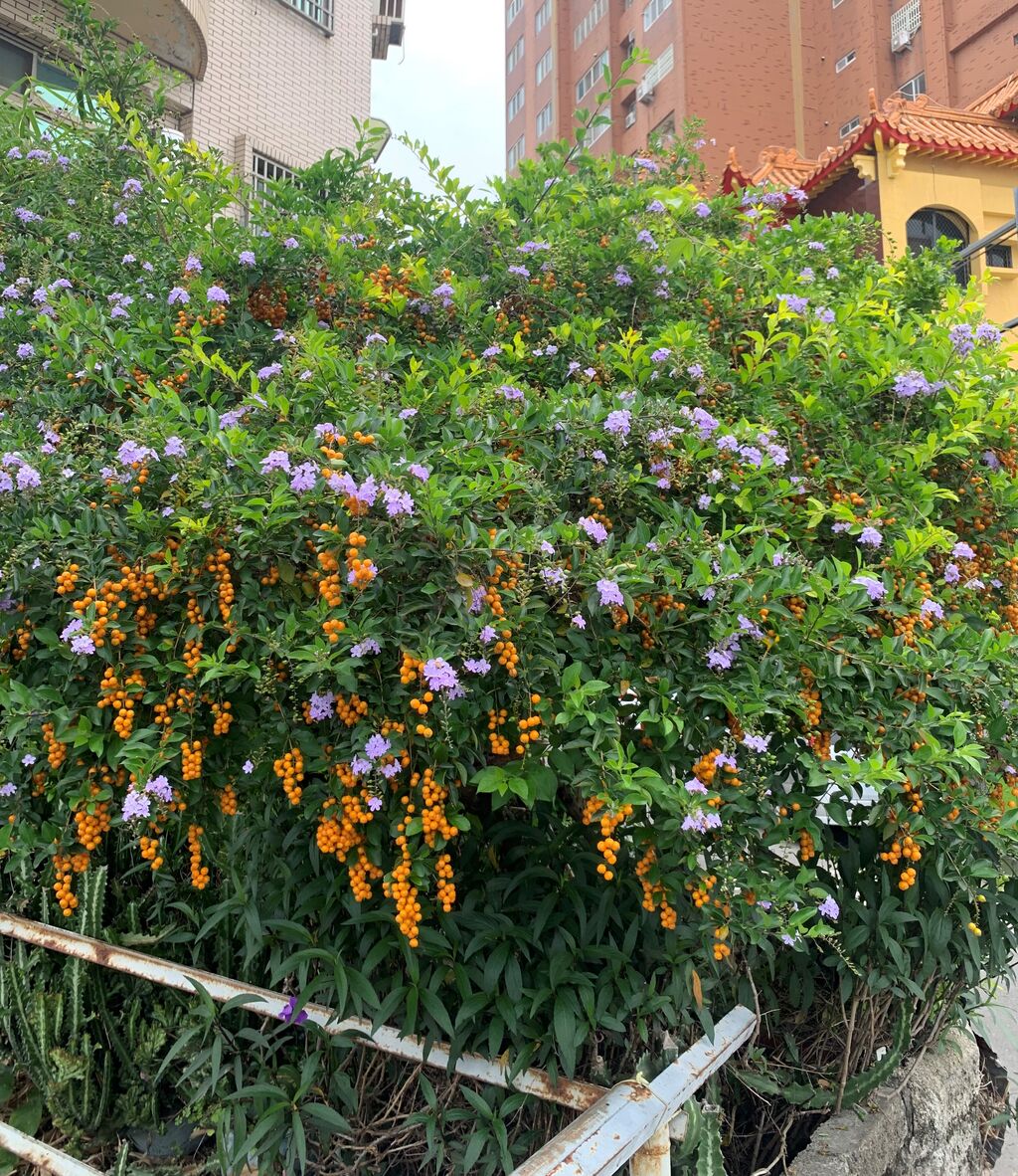 彰化のキバタイワンレンギョウ(黄葉台湾連翹)花も実もたわわで鮮やか : 好吃 好酒 好台湾!