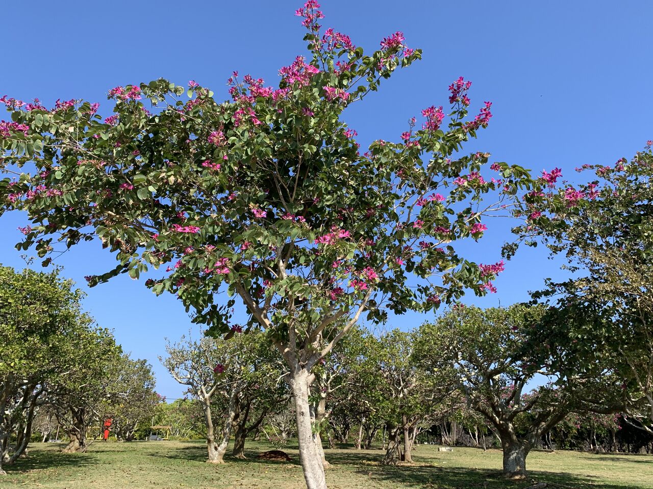 台湾では春を告げるバウヒニア 羊蹄木 大花蘇芯花 香港蘭 沖縄の冬は終わり間近 好吃 好酒 好台湾 台湾では春を告げるバウヒニア 羊蹄木 大花蘇芯花 香港蘭 沖縄の冬は終わり間近 好吃 好酒 好台湾