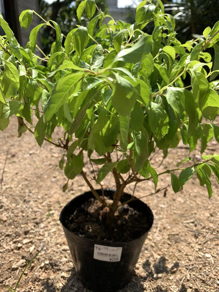 南米原産なのに台湾連翹 タイワンレンギョウ 可憐な青い花咲く常緑樹 好吃 好酒 好台湾