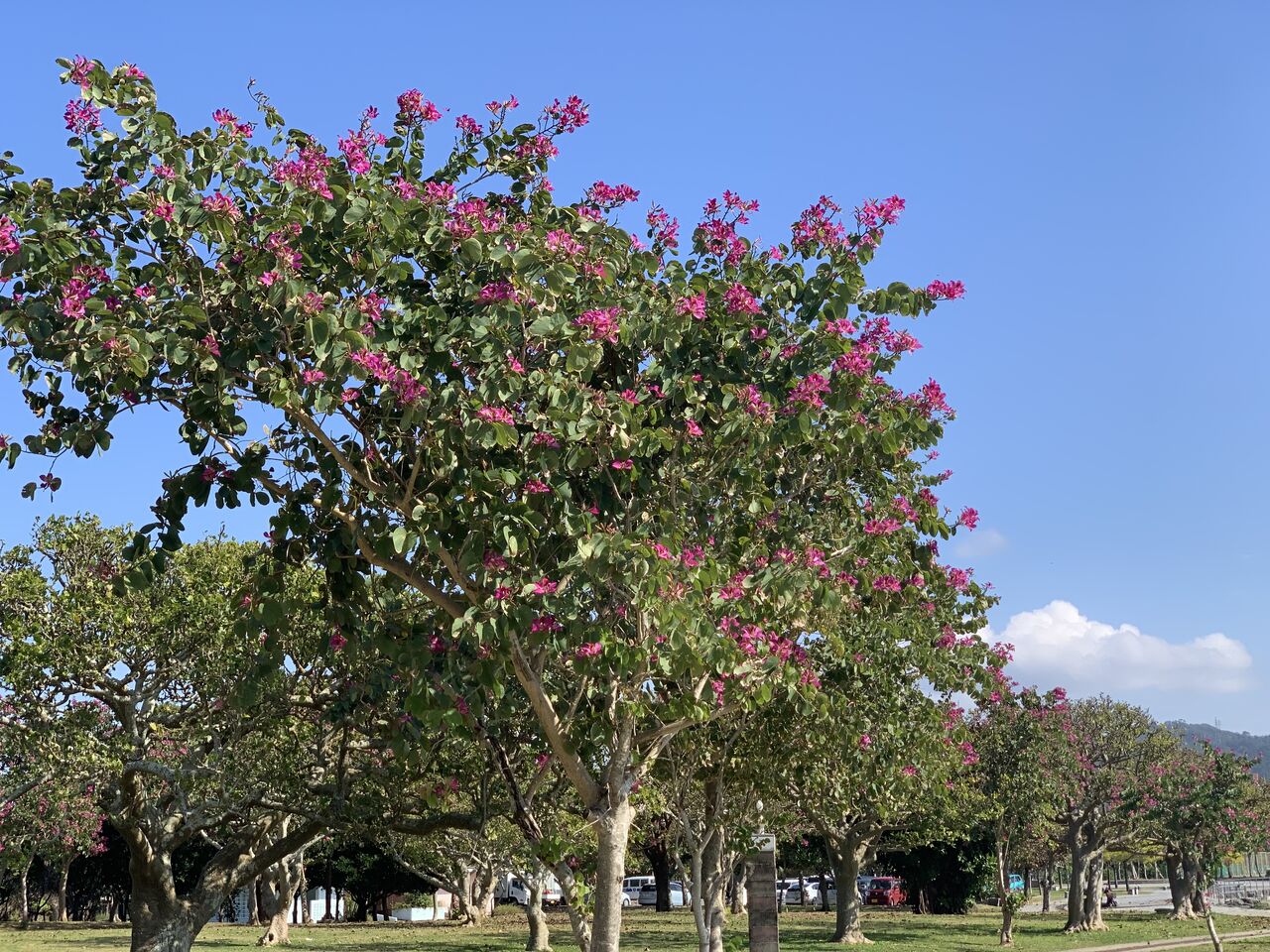 台湾では春を告げるバウヒニア 羊蹄木 大花蘇芯花 香港蘭 沖縄の冬は終わり間近 好吃 好酒 好台湾 台湾では春を告げるバウヒニア 羊蹄木 大花蘇芯花 香港蘭 沖縄の冬は終わり間近 好吃 好酒 好台湾