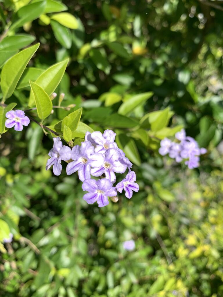 キバタイワンレンギョウ 薄紫の可憐な花 オレンジ色の実 黄葉台湾連翹 好吃 好酒 好台湾