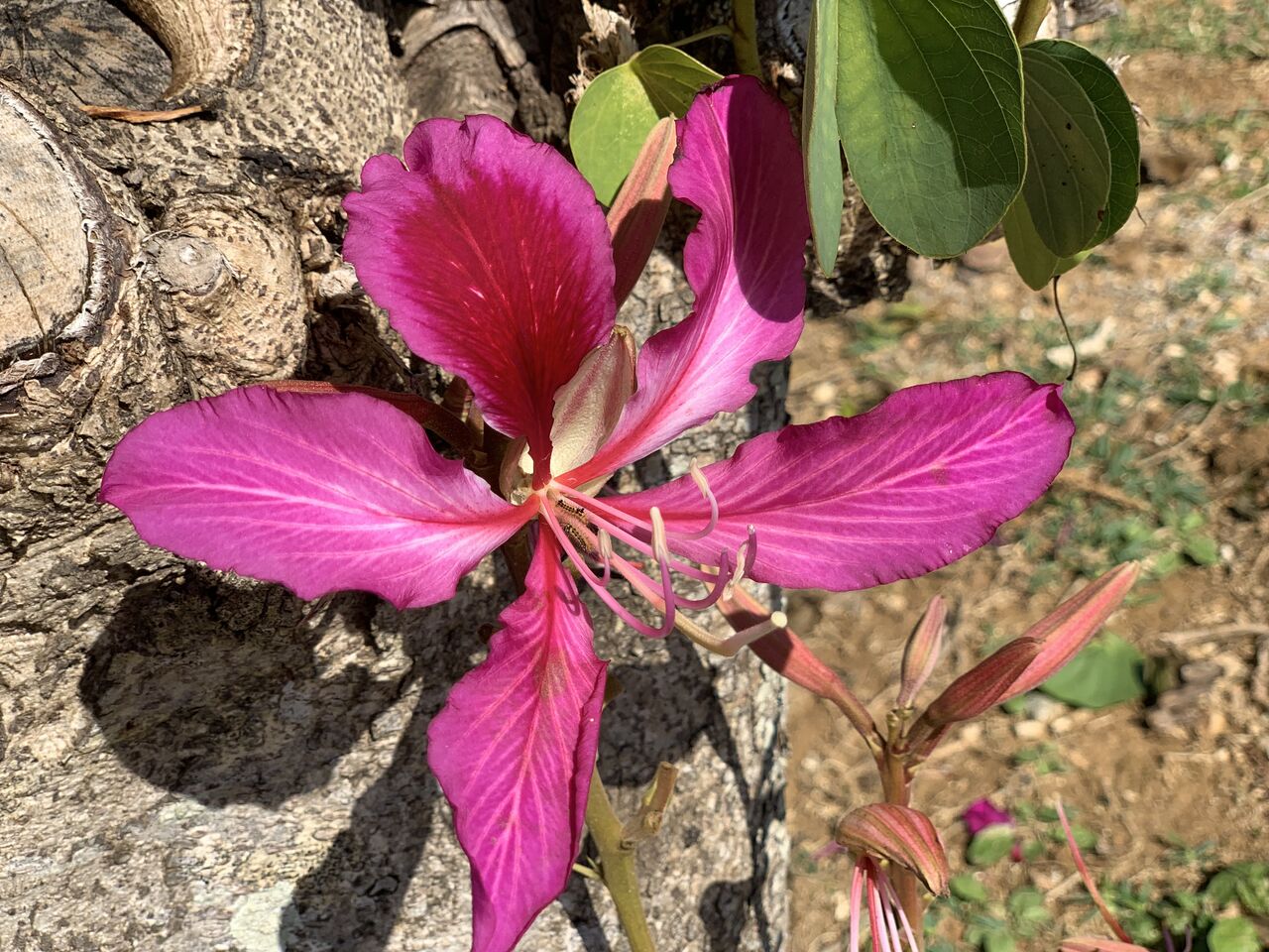 台湾では春を告げるバウヒニア 羊蹄木 大花蘇芯花 香港蘭 沖縄の冬は終わり間近 好吃 好酒 好台湾 台湾では春を告げるバウヒニア 羊蹄木 大花蘇芯花 香港蘭 沖縄の冬は終わり間近 好吃 好酒 好台湾
