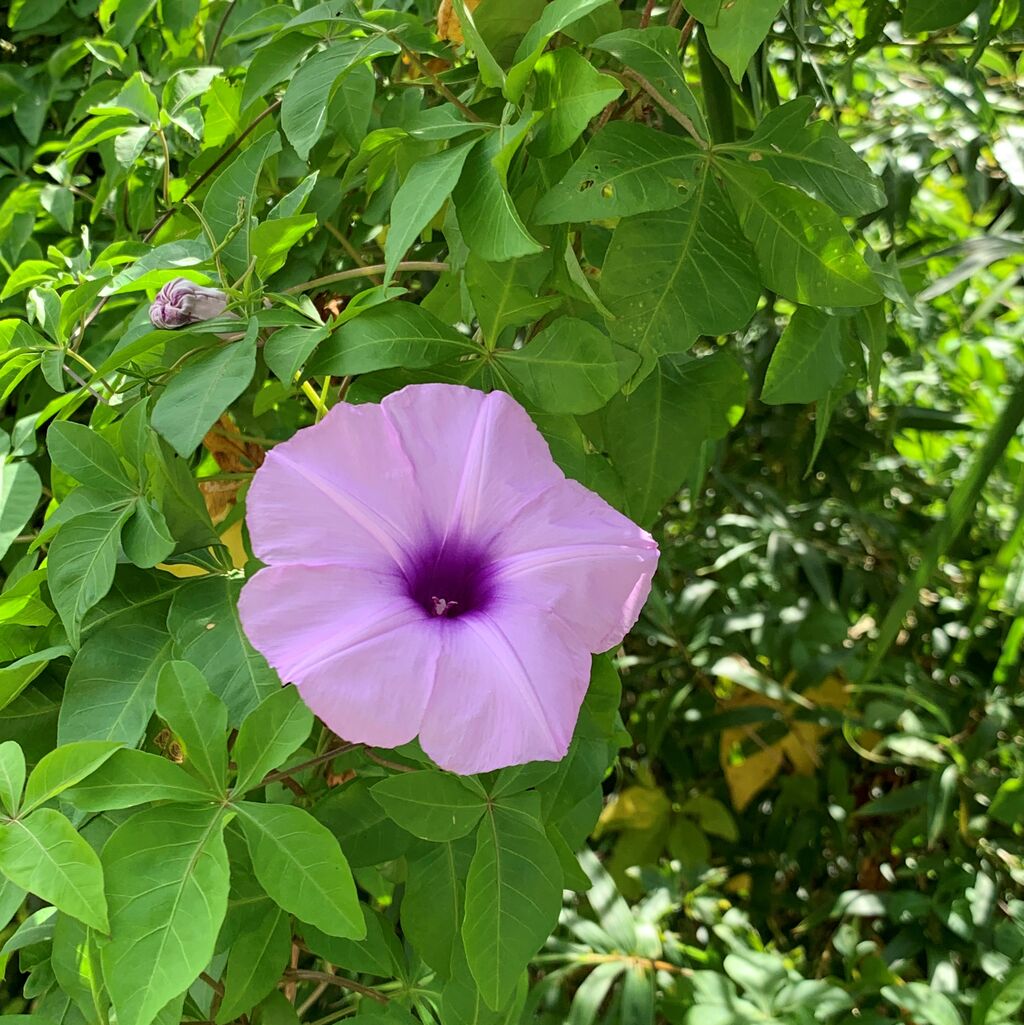 台湾朝顔 モミジヒルガオ 薄紫色の可憐な花だが生態系被害防止外来種 好吃 好酒 好台湾