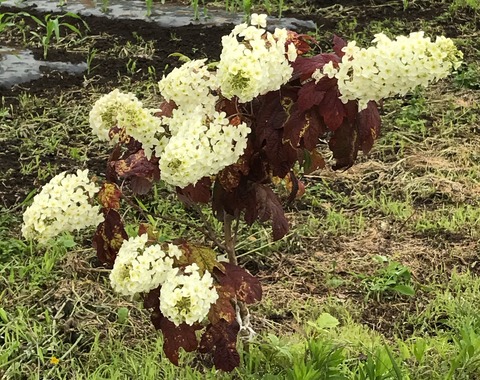 0AF7A99D-1F3A-4B6E-9995-BCB50D8E638F