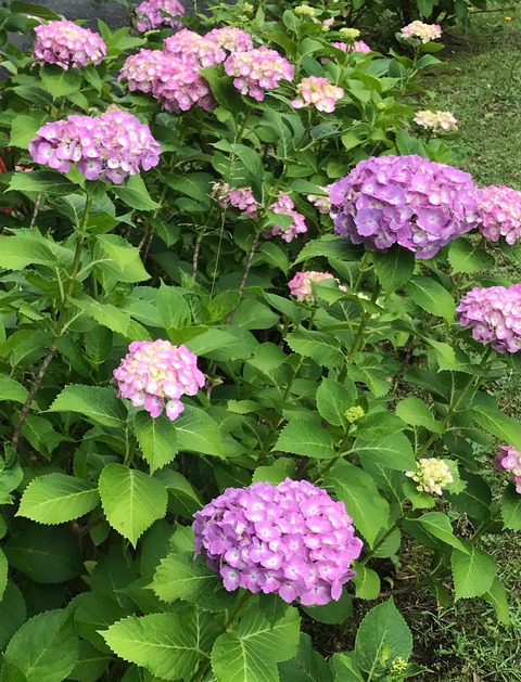 36329DEA-A09C-4807-A4AB-89287BC9505A