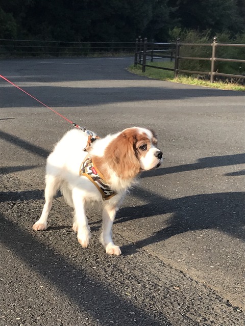 C85B37F3-121D-48D1-B6DE-37D94E335937