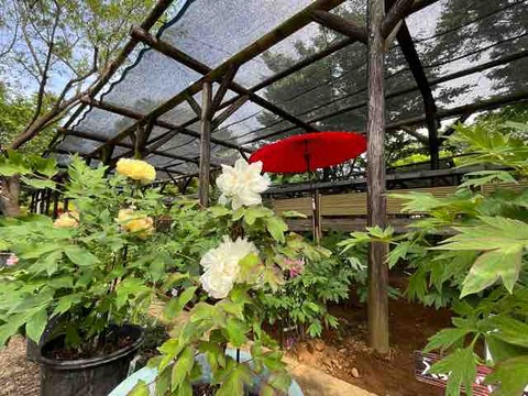 IMG_1179