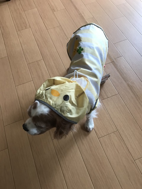 C63D931F-A161-4E1C-A5CD-21F98E8543DC