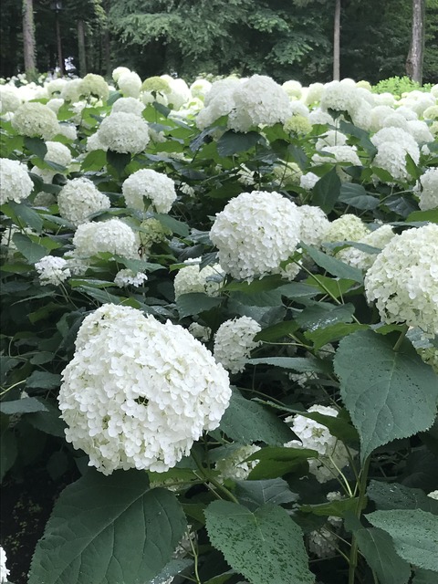 8A7D5B1B-EC46-46A8-9473-8B8B10E6C168