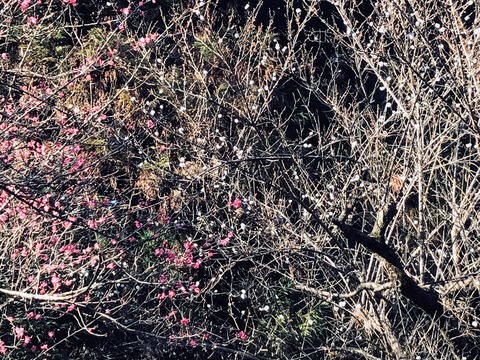 49C48D44-93F3-4AEF-8716-781EF0875069