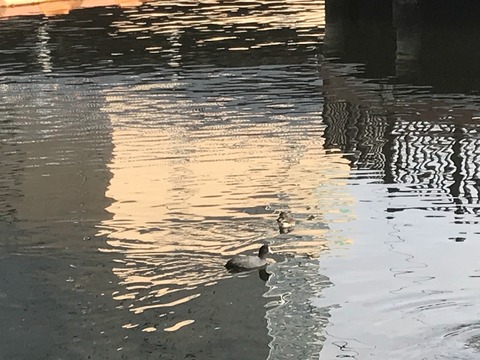 FDF1426B-B74B-4239-98FC-9D16D530D98A