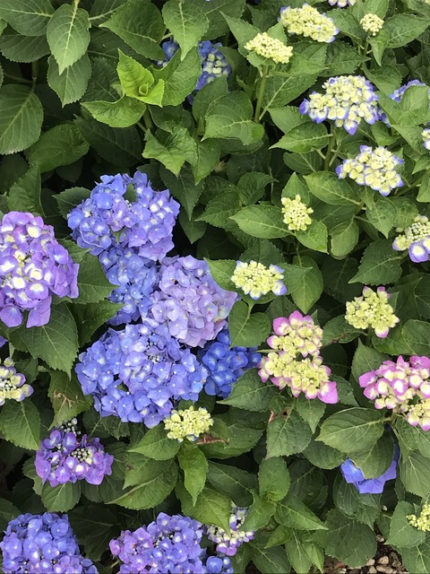 8590CEC8-5FBD-4DA6-AEEA-BE9524BD388C