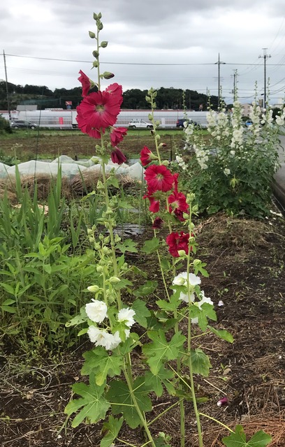 691B7A2F-6BEA-4210-BB12-6628A1E4757C