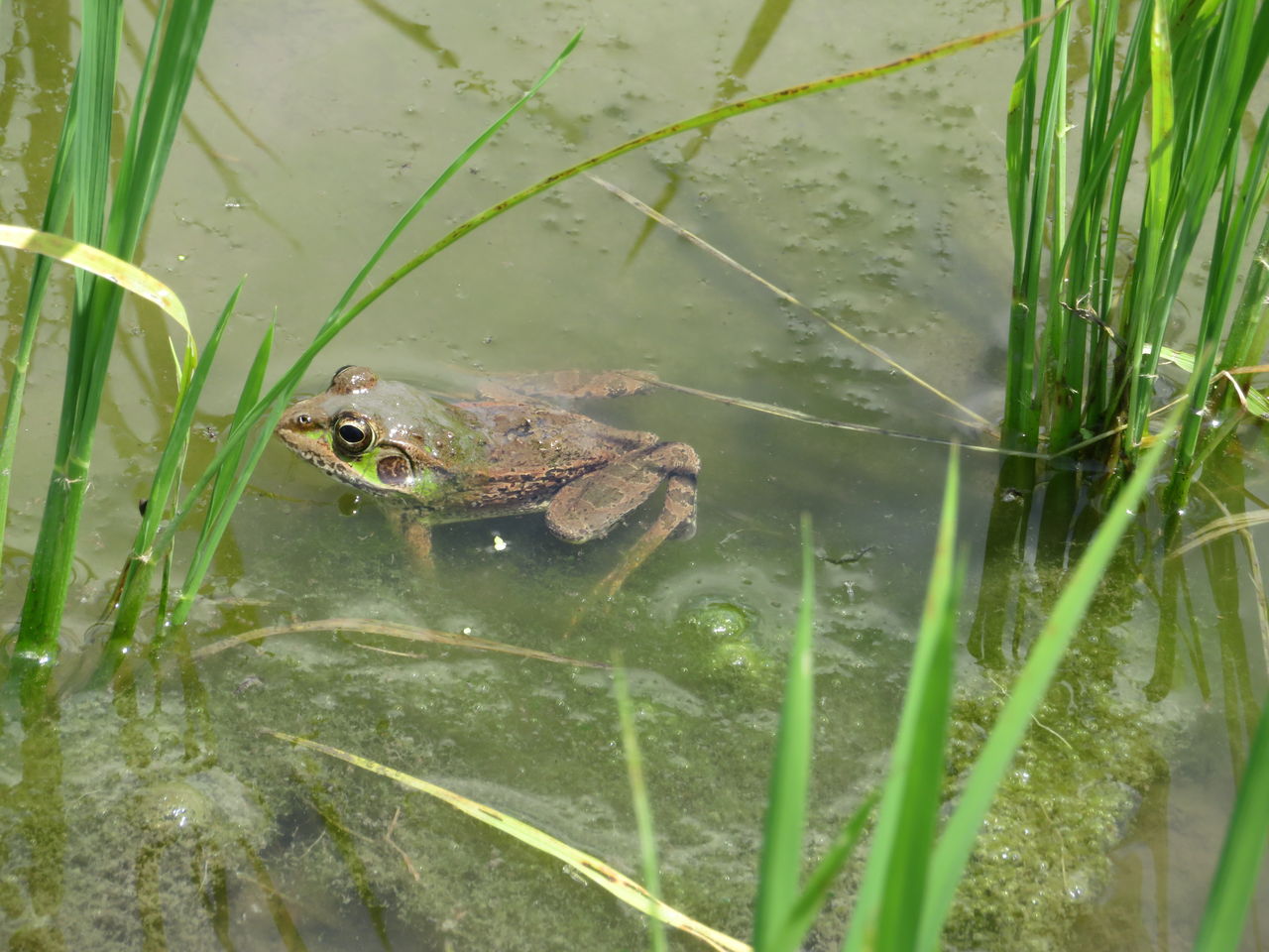かえるに夢中 明倫保育園のblog かえるに夢中 明倫保育園のblog