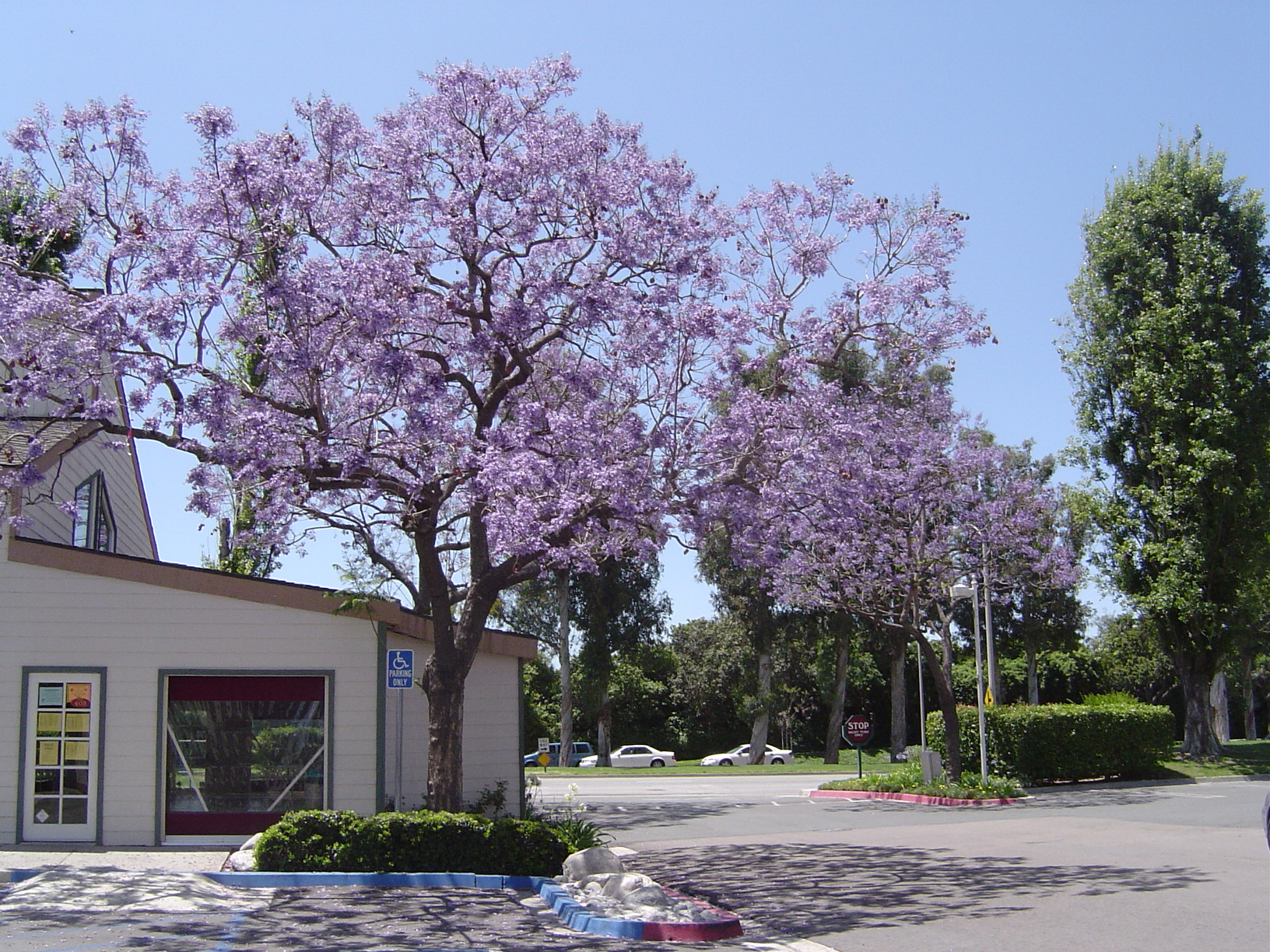 紫の花 新米主婦のカリフォルニア生活