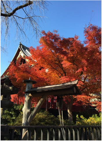赤色紅葉