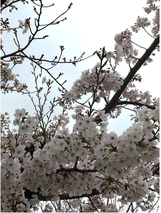 きれいな桜