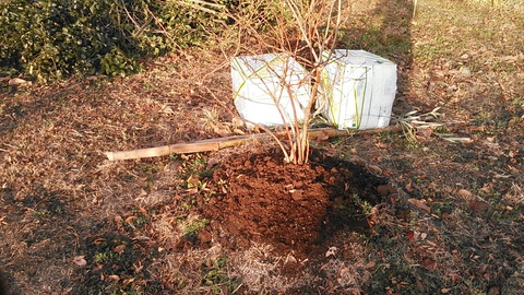 ブルーベリーの剪定に取りかかる前に 梨人 なしんちゅ のキセキ 梨で明和町をもっと元気に