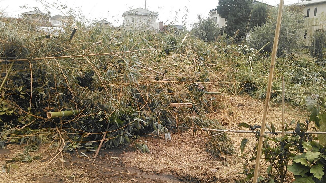 ブルーベリーの剪定に取りかかる前に 梨人 なしんちゅ のキセキ 梨で明和町をもっと元気に