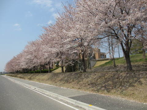 4月7日(月)、9日(水) 明和の桜_004