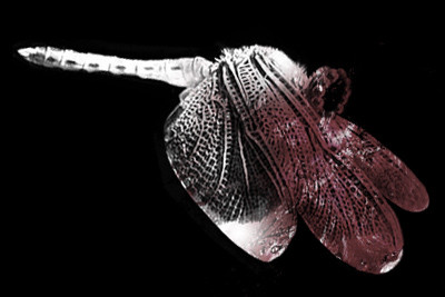 死んだルーラーちゃん