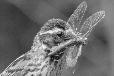 この世界は弱肉強食