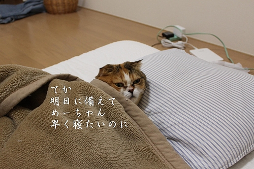 ¿·³Ø´ü£