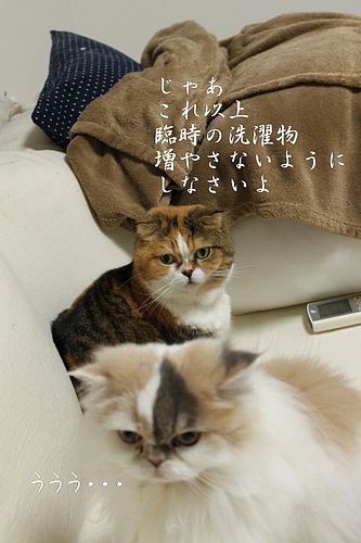 °ì½µ´Ö¥
