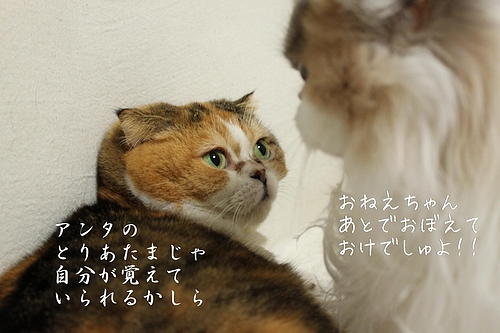°ì½µ´Ö§