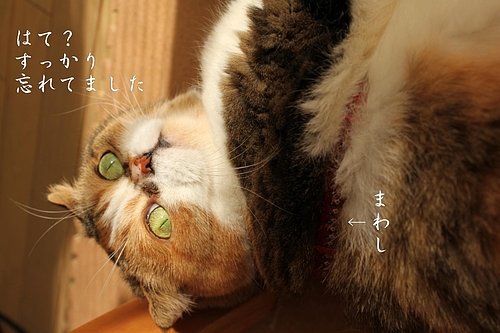Á°È¾¥