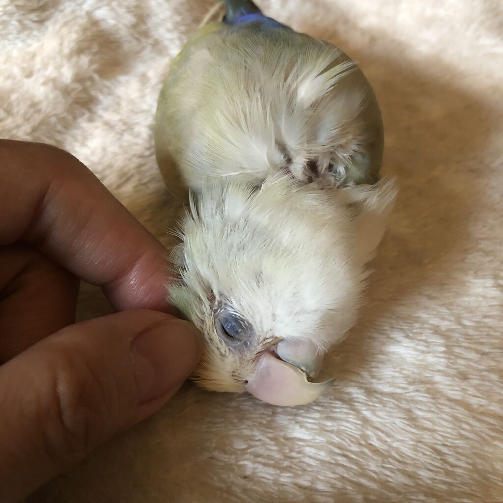 鳥 インコと暮らせば