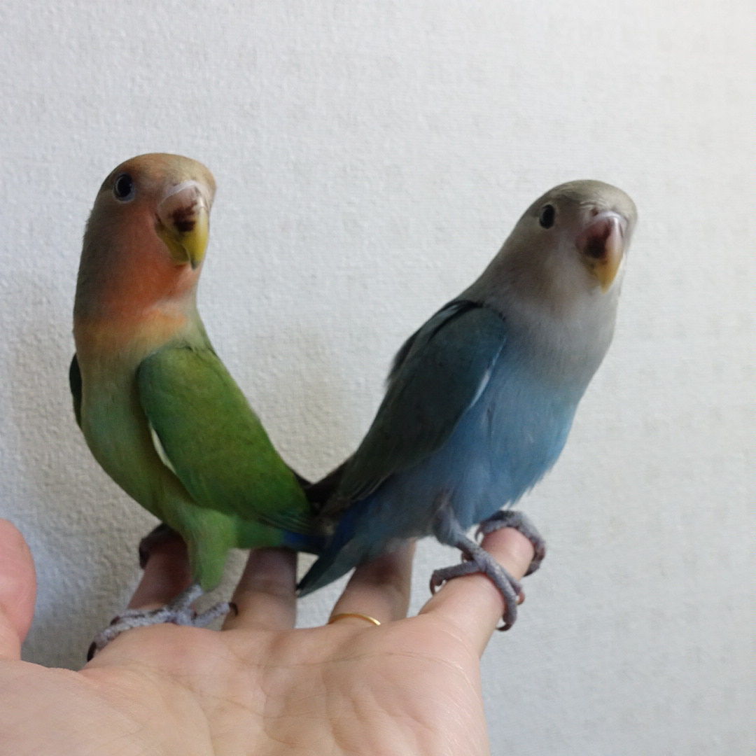 つぶまるとつぶこむ インコと暮らせば つぶまるとつぶこむ インコと暮らせば