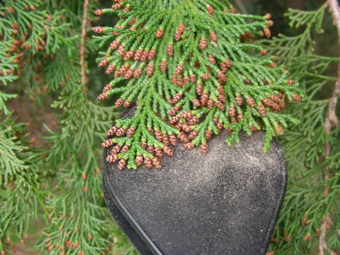 DSCN9895