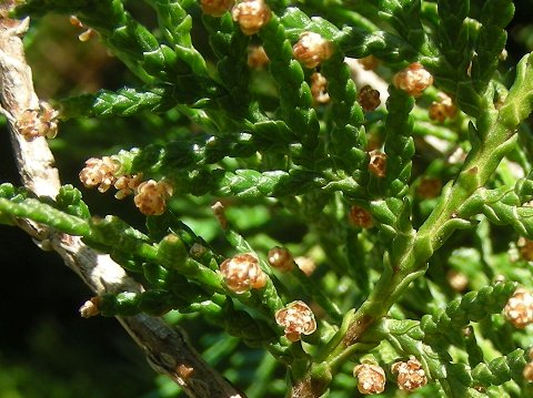 花粉観察ライブ