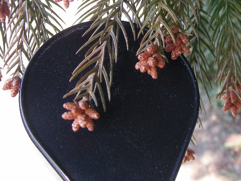 花粉観察ライブ